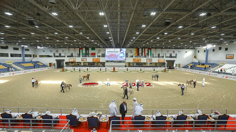 Sharjah Int. Arabian Horse Festival Straight Egyptian