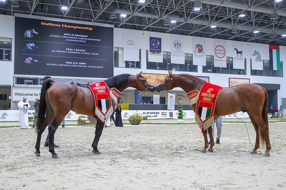 SHARJAH ARABIAN HORSE FESTIVAL - UAE BRED