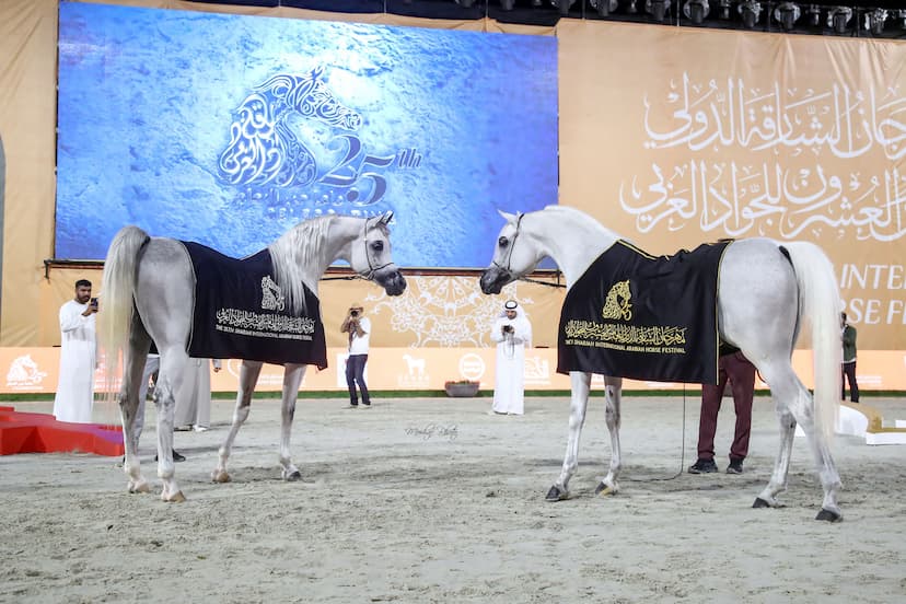 Arabian Shows